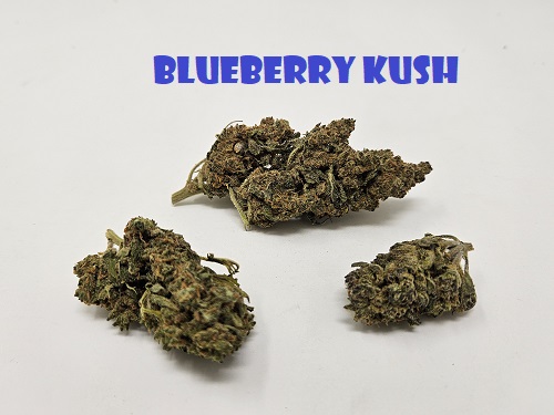 Blue Berry Kush